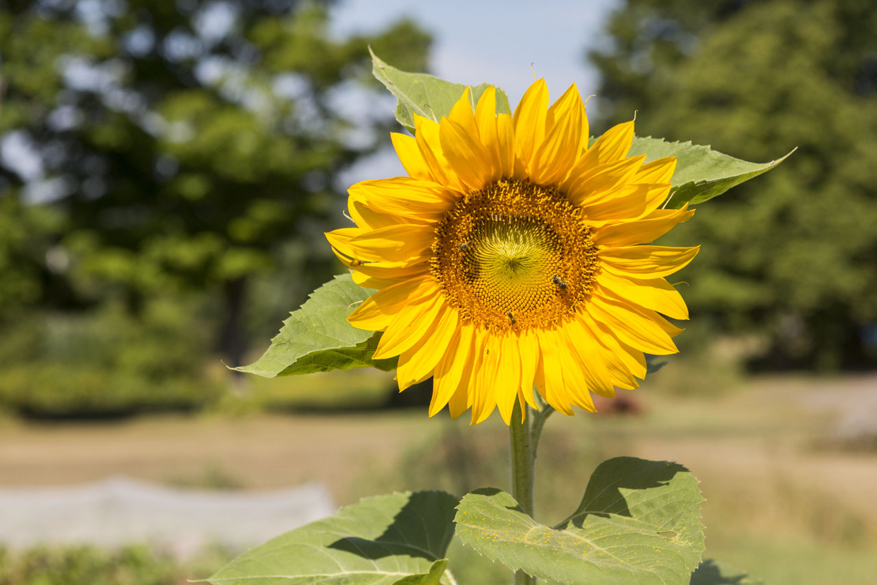 sunflower
