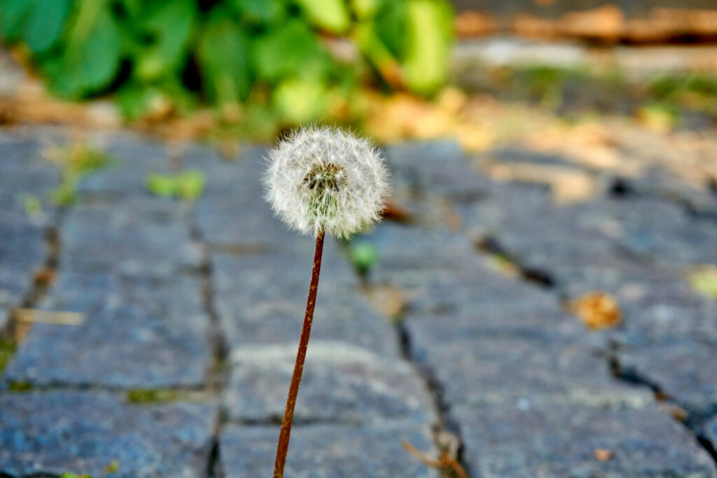 A dandelion